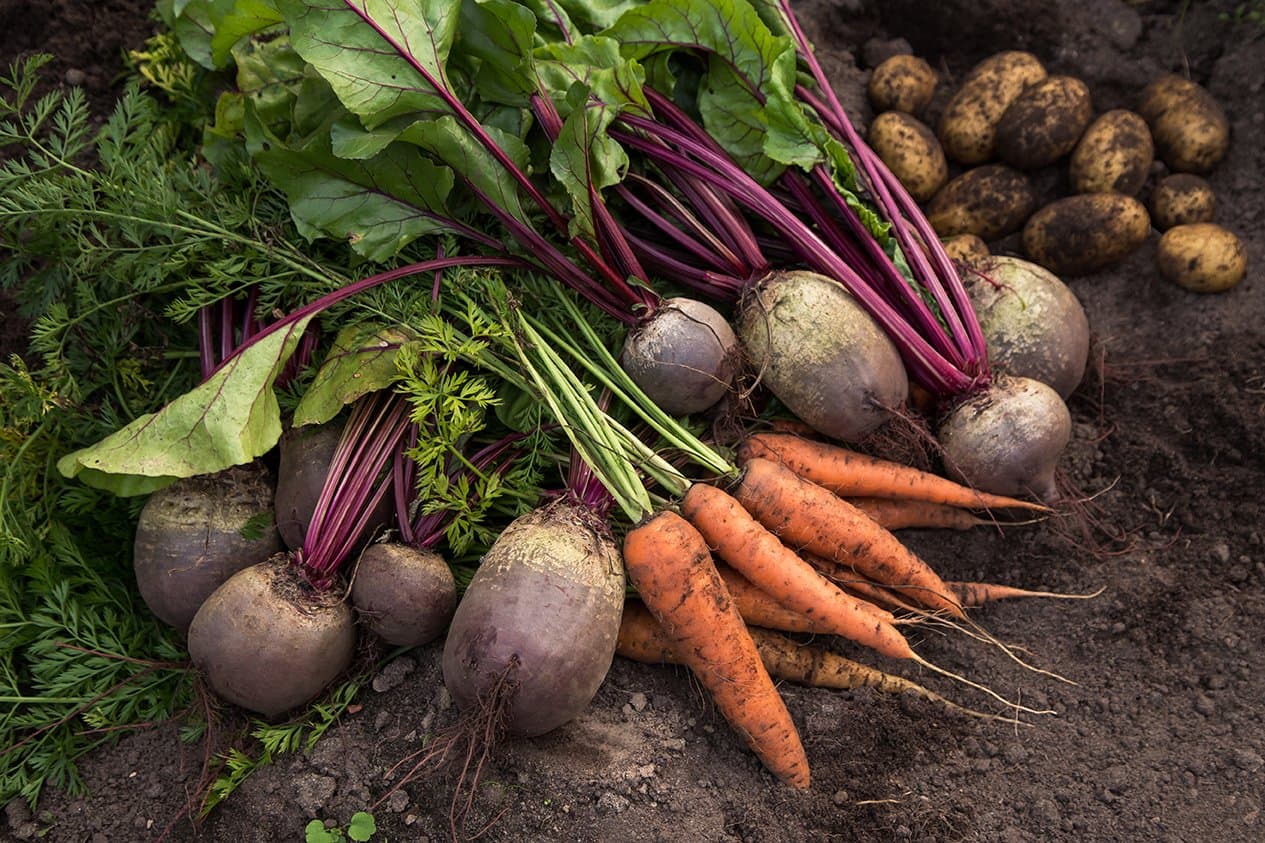 Autumn harvest fresh raw carrot beetroots in soil