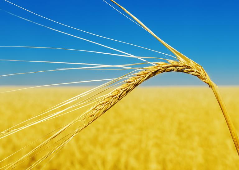 Russia-Ukraine conflict has led to current and anticipated supply issues for grains, vegetable oils, and fertilizer products.