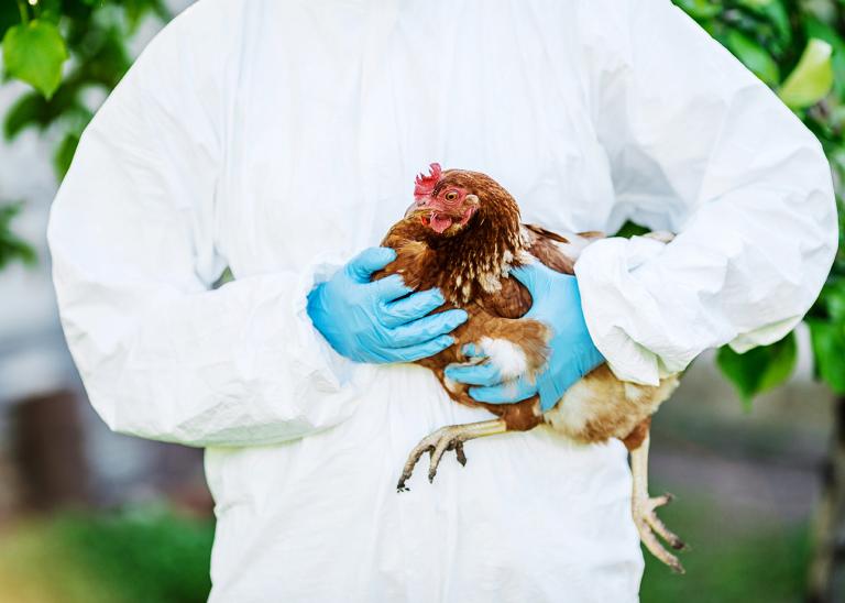 medical professional wearing personal protection equipment holding a chicken sick with avian flu.